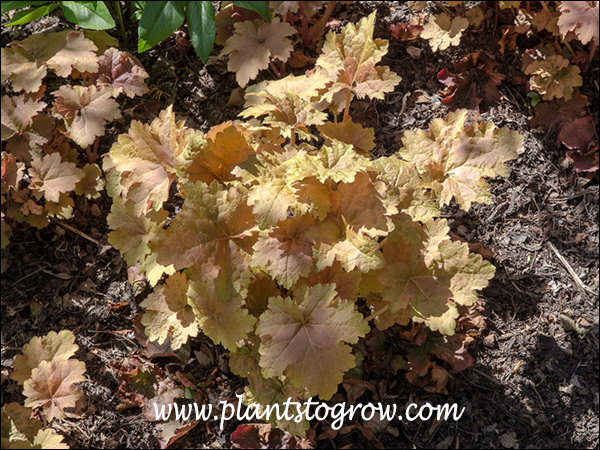 mid spring foliage